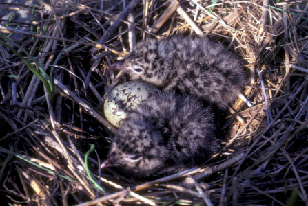 Laughing gull chicks in nest photo