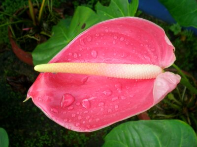 Anthurium flower pink