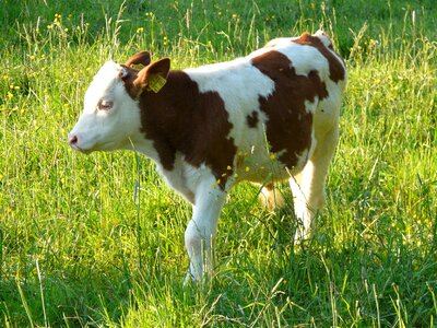 Domestic cattle beef bos primigenius taurus photo