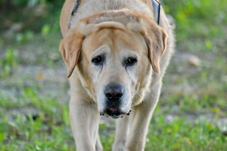 Dog head labrador