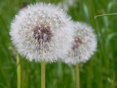 Blossom bloom seeds