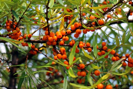 Orange red bush photo