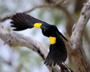 Animal black bird fauna photo