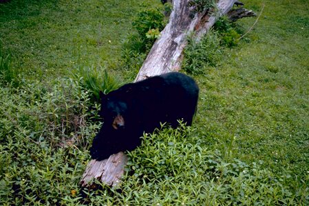 Bear black 