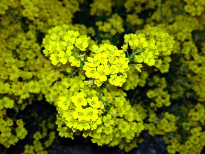 Yellow Wildflower