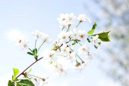 Beautiful Spring Flowers photo