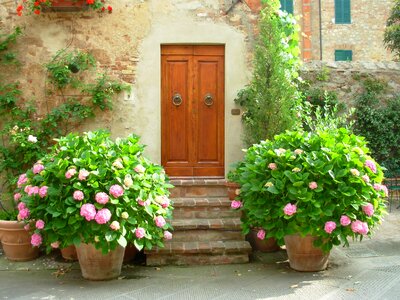 Flowers hydrangea tuscany