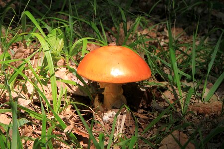 Fungi fungus wild photo