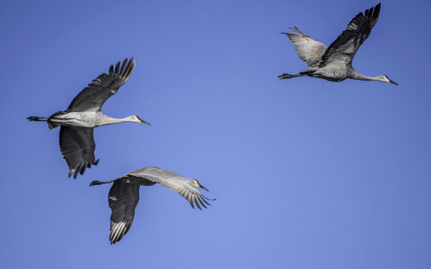 Three Majestic Cranes in Flight