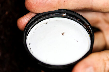 Spruce-fir moss spider in hand