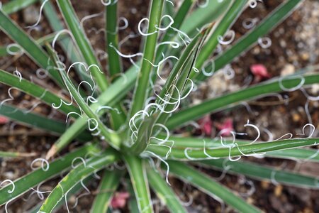 Agriculture biology dark green