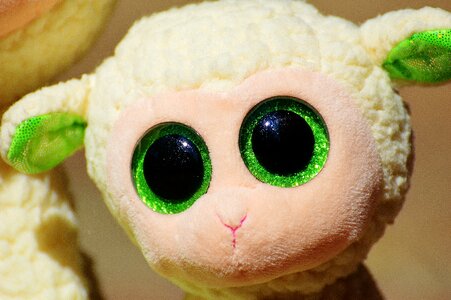 Nature lamb cute
