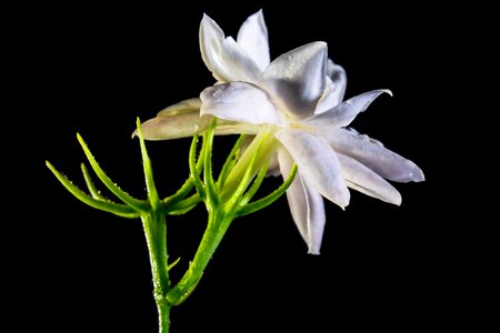 Blossom bloom white photo