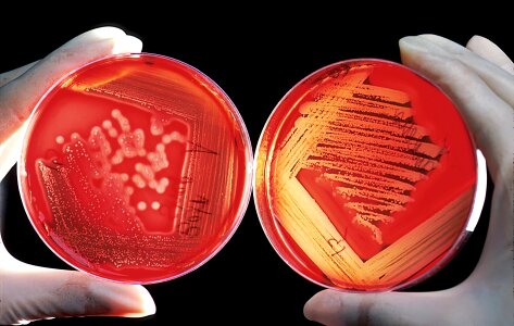 Blood cells experiment research