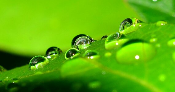 Nature grass water