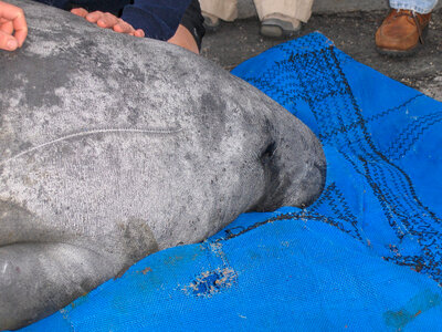 Manatee rescue-1