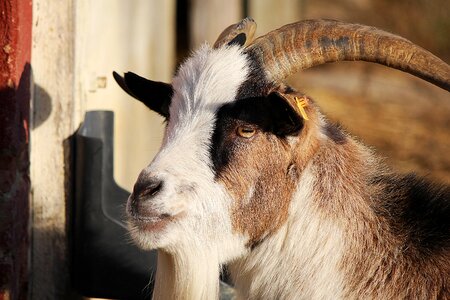 Domestic goat goatee animal