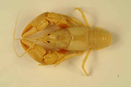 Cambarus angularis