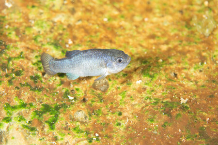 Captive Devils Hole pupfish-4
