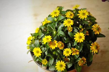 Flowerpot flowers greenish yellow