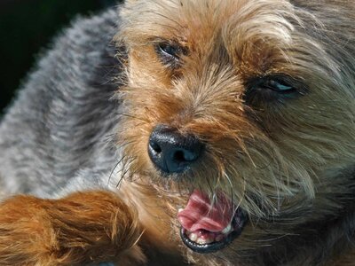 Animal brown canine