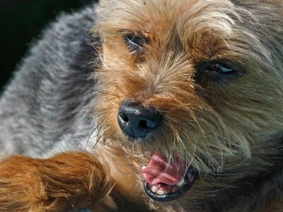 Animal brown canine photo