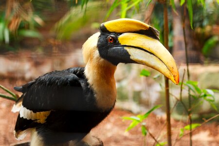Bird black colorful