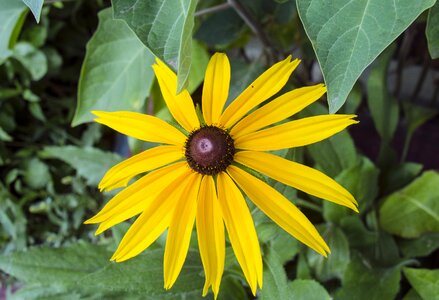 Garden flowers flowers nature photo