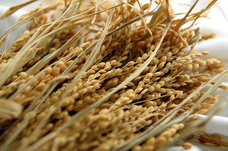 Rice corn variety grain