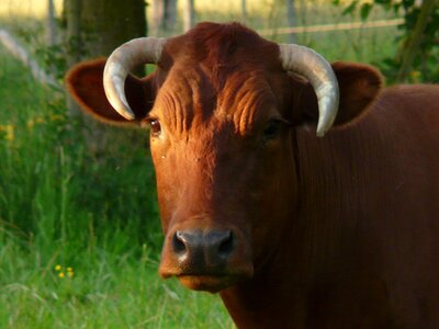 Bos primigenius taurus cattle livestock photo