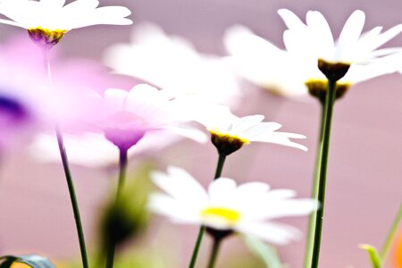 Blossom daisy flora