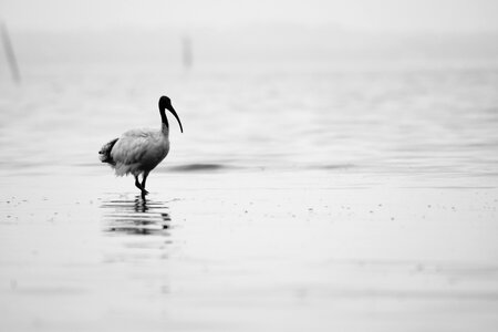 Heron egret wildlife photo