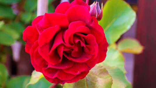 Red rose rose bloom fragrance