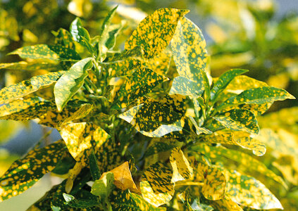 Euonymus fortunei foliage duocolor shrub Emeraldn Gold variegated photo
