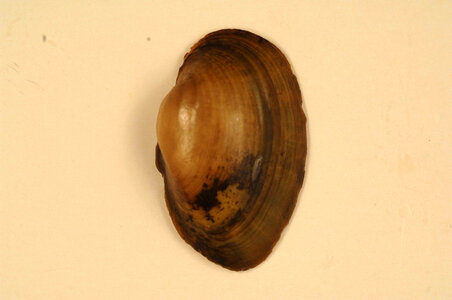 Lampsilis higginsii (outside)