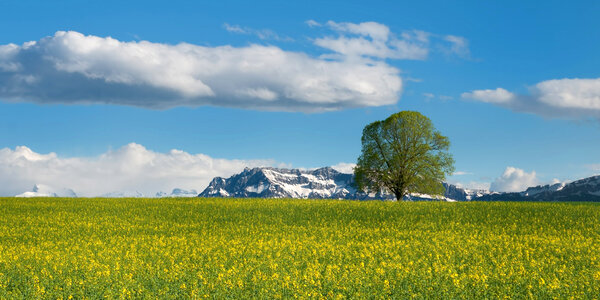 Tree and field of flowers with mountains in the backgroound in Switzerland photo