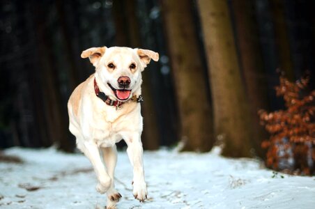 Animals cane canine photo