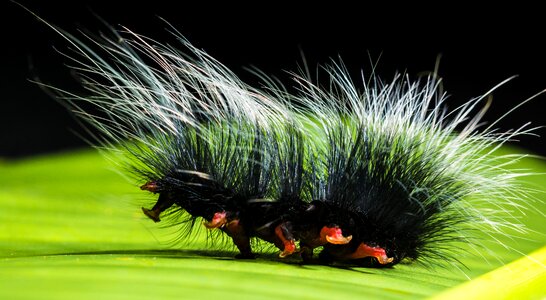 Prickly hairy close up photo