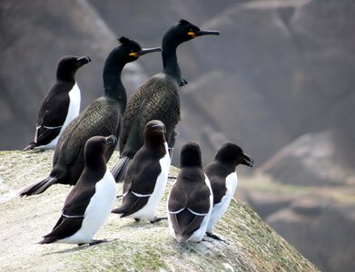 Sea rock flock photo