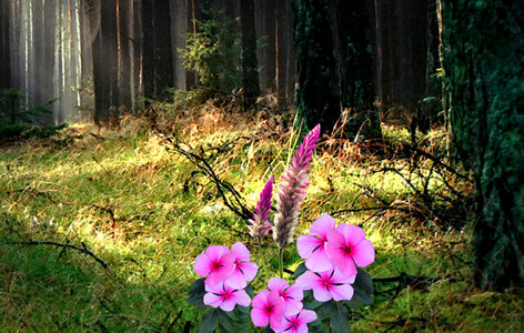 Pink Flowers in Forest photo