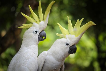 Animals view older sibling