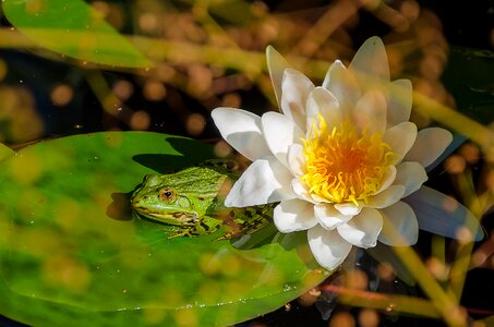 Green water flora photo