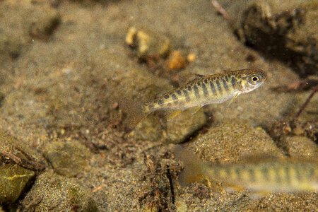 Juvenile Chinook salmon-1