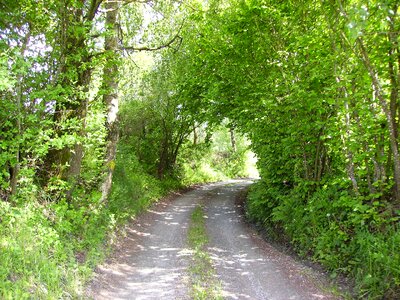 Gravel road away forest path photo