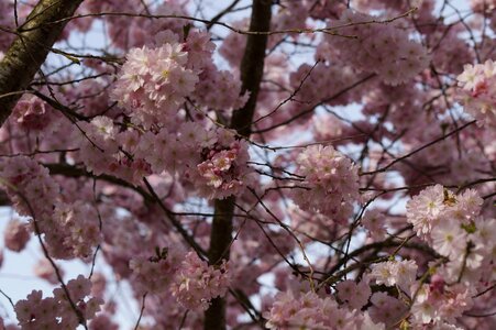 Bloom spring blossom