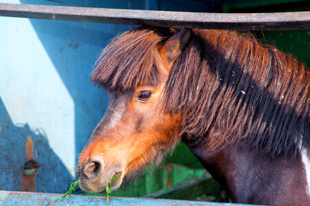 Horse close-up photo