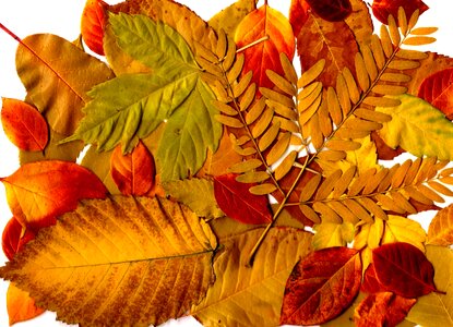 Leaf leaves pattern photo