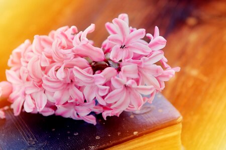 Pink fragrant fragrant flower photo