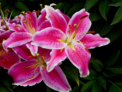 Nature flower flora