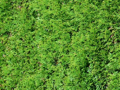 Cypress under glass cupressaceae hedge plant
